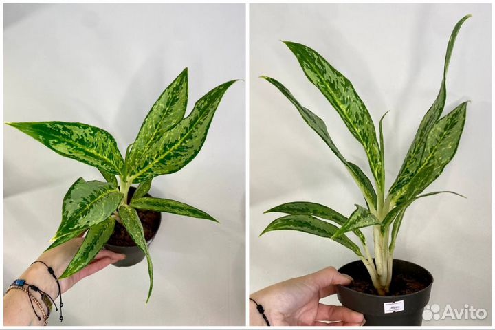Аглаонемы зеленые
