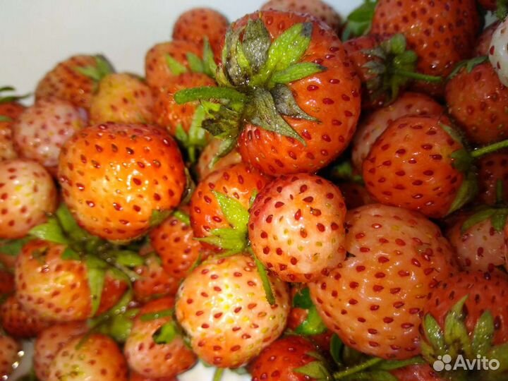 Клубника сорт Ананасный саженец