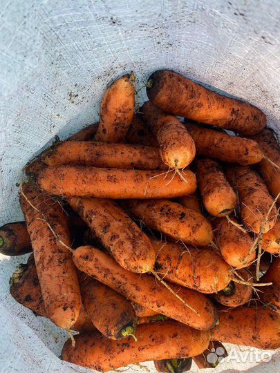 Морковь оптом