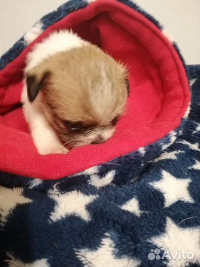 Щенки ши-тцу мини