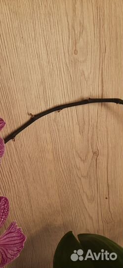 Орхидея фаленопсис с мутацией по форме