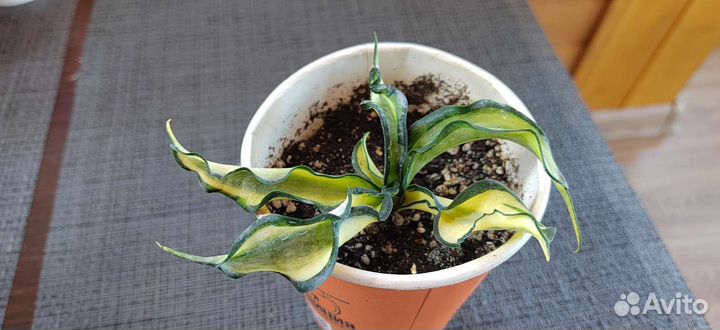 Сансевиерия Винтовая Венди