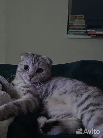 Шотландская вислоухая