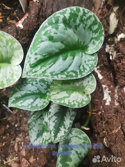 Комнатные растения