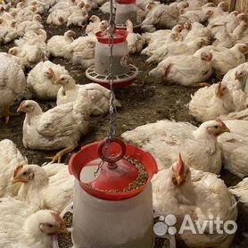 Цены на курицу в Кабарде: сколько стоит купить куры