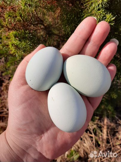 Лакеданзи И/Я