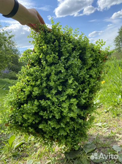 Фитокартины