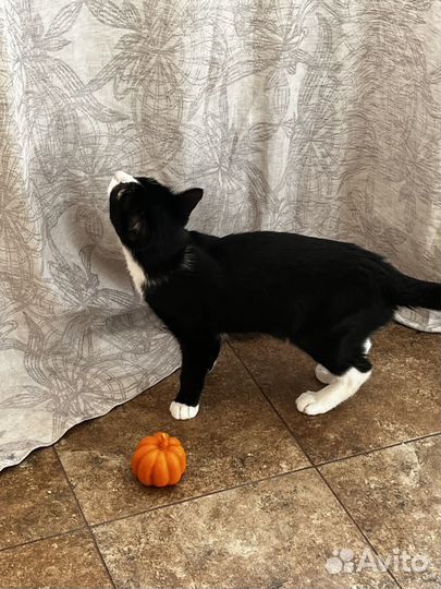 Котёнок в дар