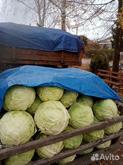 Капуста Мидор