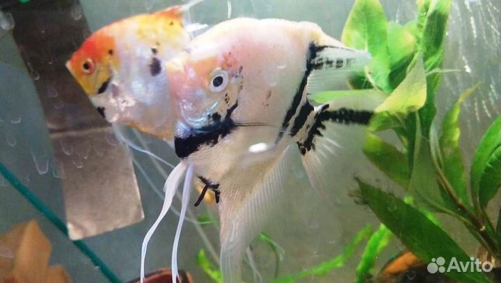 Скалярия бриллиантовая