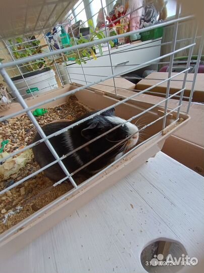 Продам морскую свинку