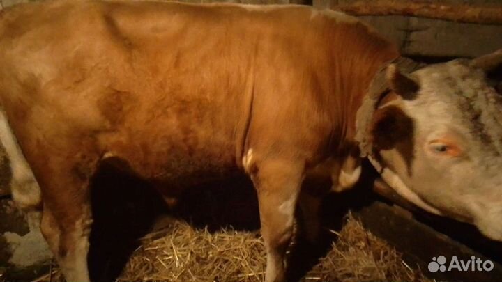 Бык производитель
