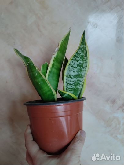 Сансевиерия