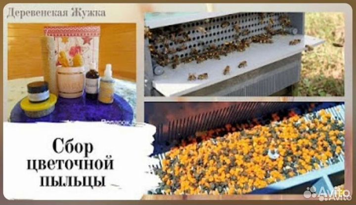 Пыльца, Перга