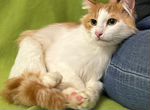 Рыже-белый котик с шикарным хвостом в добрые руки