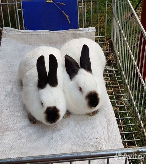 Калифорнийские кролики