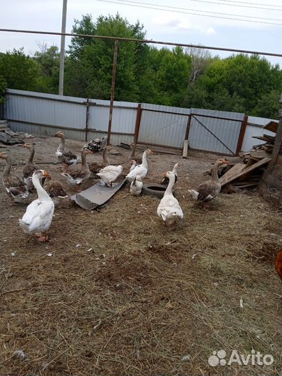 Гуси на племя три пары серый