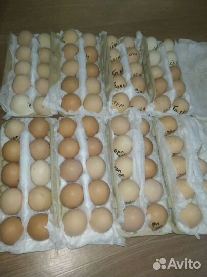 Яйцо на инкубацию