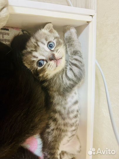 Шотландские котята вислоухая
