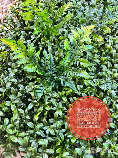 Самшит вечнозеленый