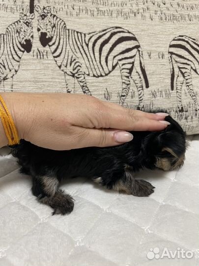 Щенки йорка mini baby фэйс