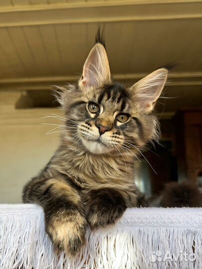 Котёнок Мейн-кун