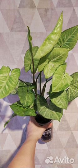 Сингониум Green Gold