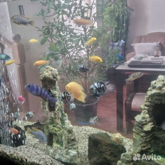 Аквариум