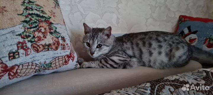Кот британец в добрые руки