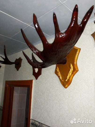 Коллекция рогов