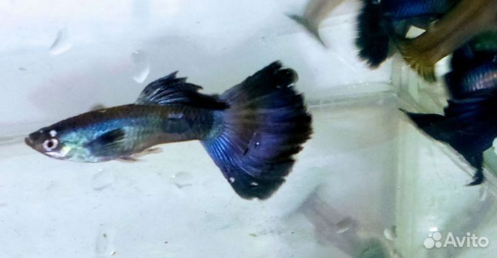 Гуппи синие