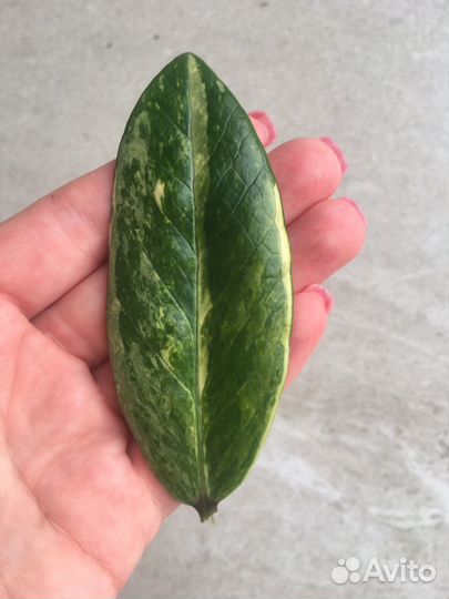 Замиокулькас вариегатный