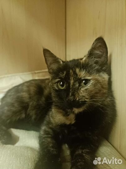 Котенок Мусенька