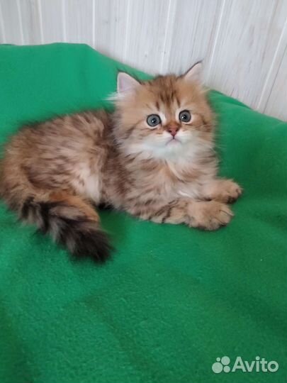 Британский длинношерстный золотой котик