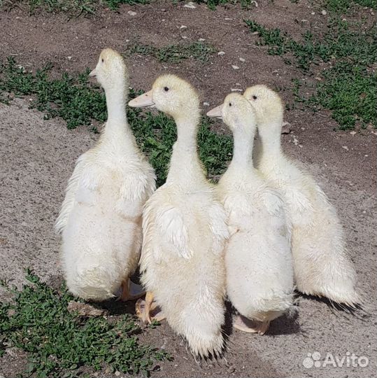 Утята оптом и в розницу