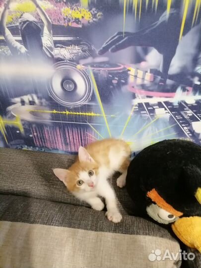 Котенок