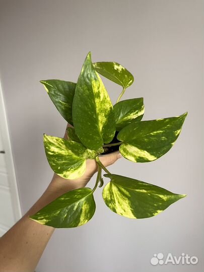 Сциндапсус золотистый