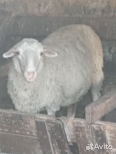 Овцы бараны