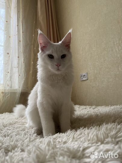 Мейн-кун вязка