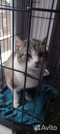 Голубоглазый красавчик