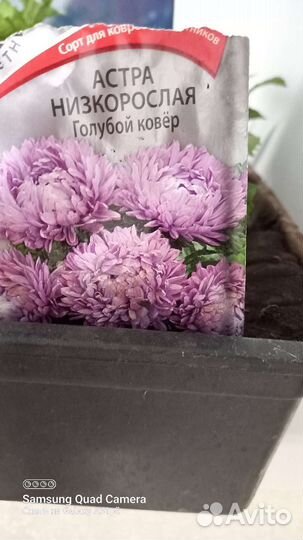 Рассада астр