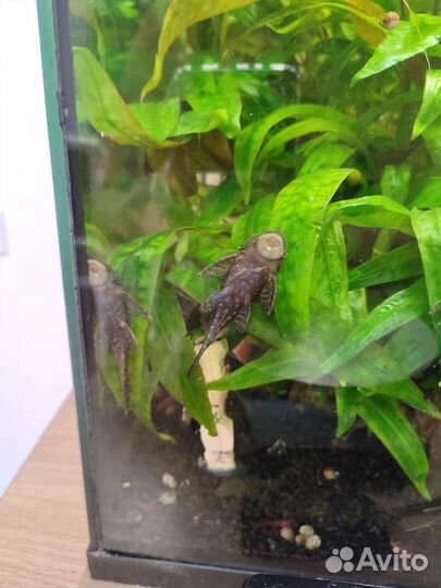 Анциструсы