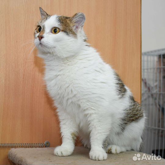 Кошка в дар