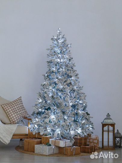 Ель заснеженная