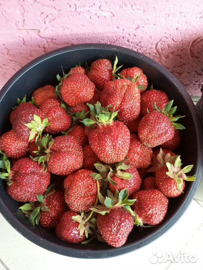 Клубника (Виктория)и земляника домашняя ягода