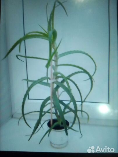 Спатифиллум, алоэ вера, алоэ древовидный