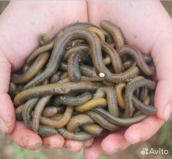 Червь выползок
