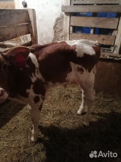 Домашние бычки отпоенные и на молоко