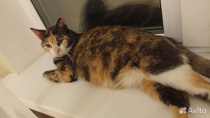 Кошка в дар