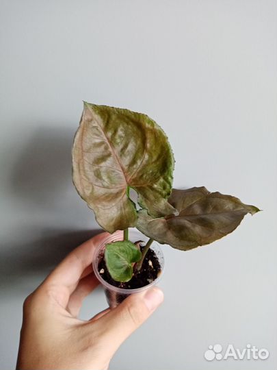 Сингониумы